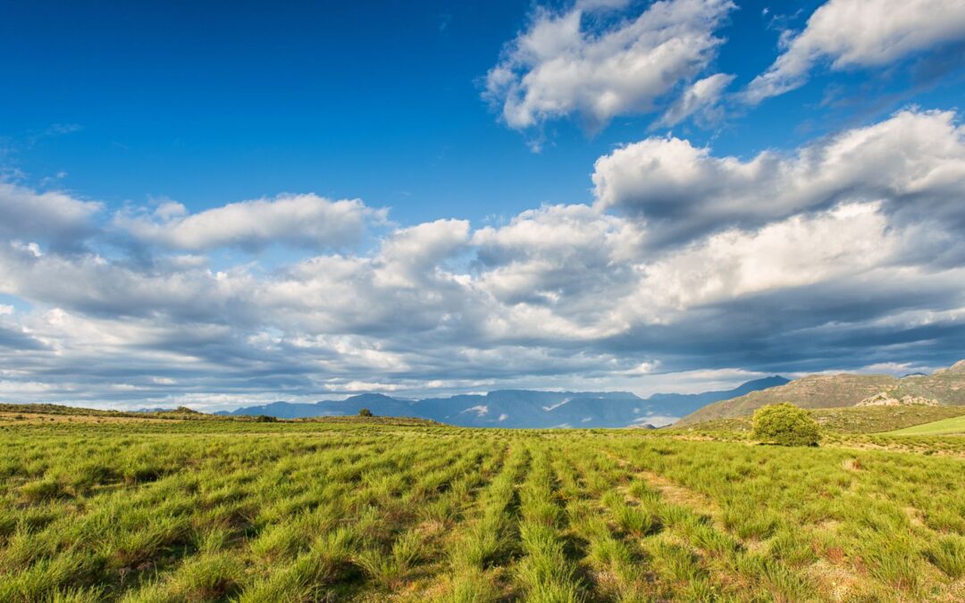Rooibos Supply Outlook 2026: What We’re Seeing on the Ground