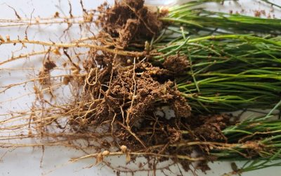 Ethical and Sustainable Rooibos Farming Practices