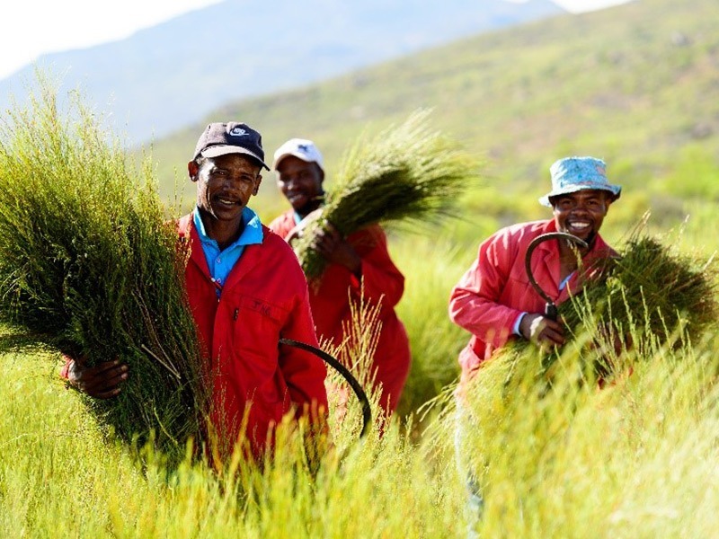 Five Months Into the Rooibos Season: Supply, Consistency & Long-Term Planning